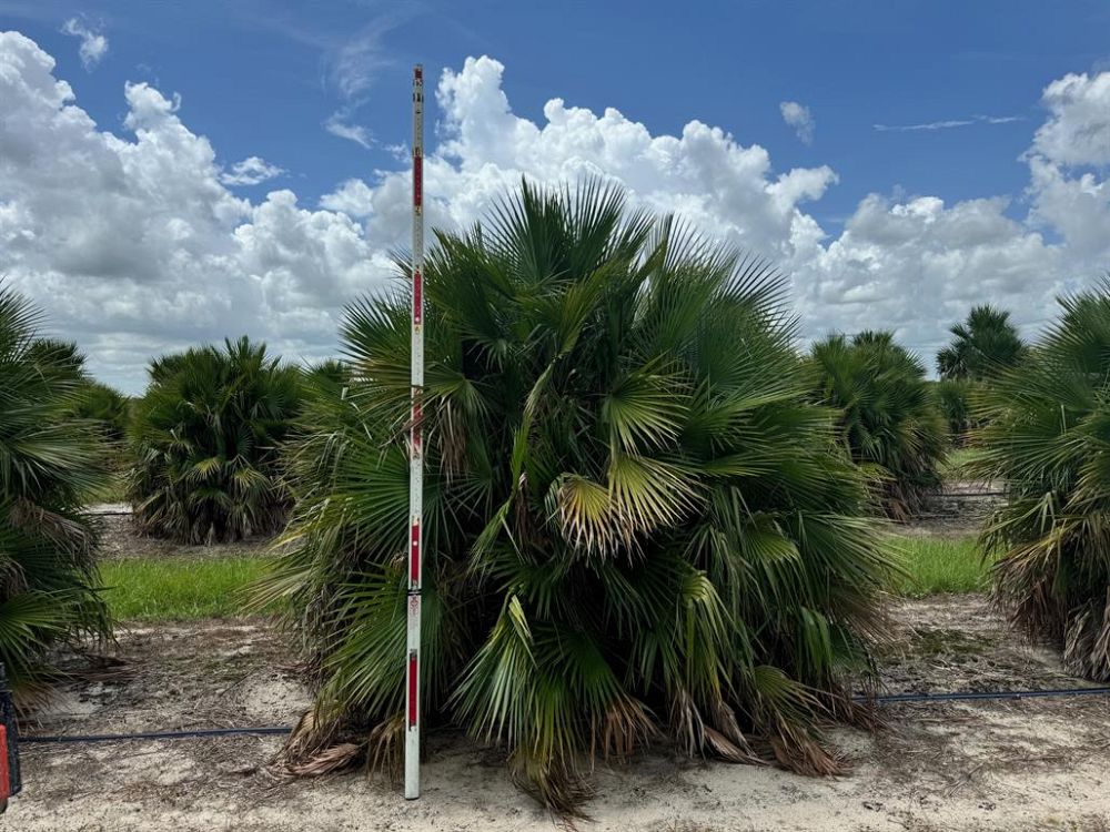 acoelorrhaphe-wrightii-everglades-palm-paurotis-palm