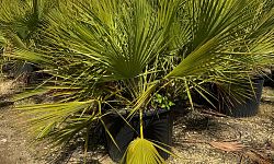 acoelorrhaphe-wrightii-everglades-palm-paurotis-palm