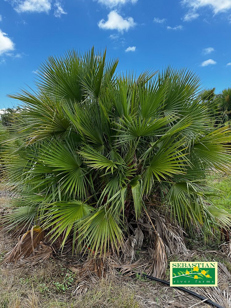 acoelorrhaphe-wrightii-everglades-palm-paurotis-palm