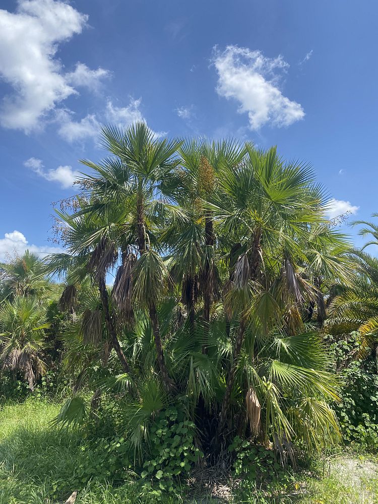 acoelorrhaphe-wrightii-everglades-palm-paurotis-palm