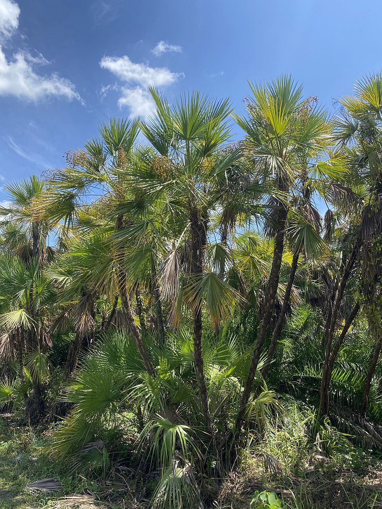 acoelorrhaphe-wrightii-everglades-palm-paurotis-palm