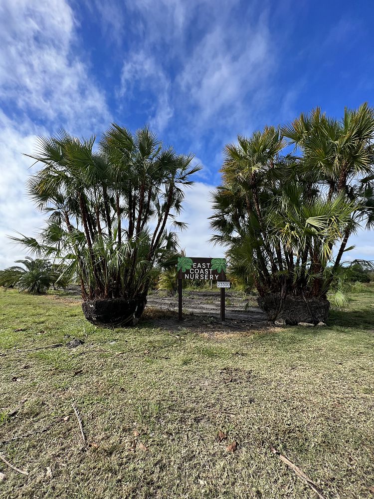 acoelorrhaphe-wrightii-everglades-palm-paurotis-palm