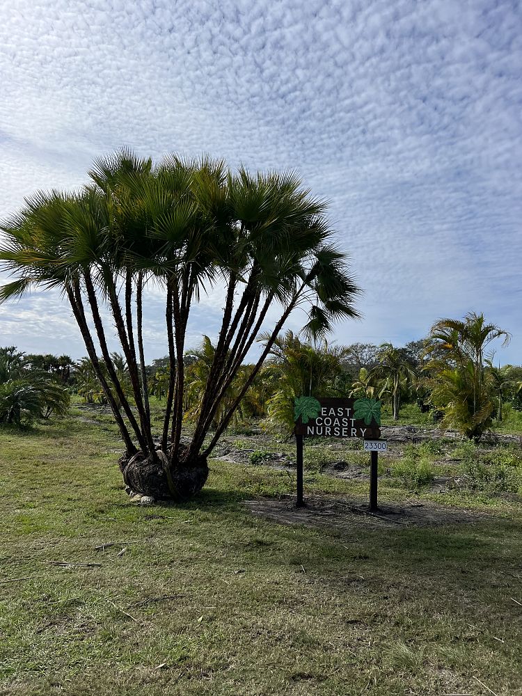 acoelorrhaphe-wrightii-everglades-palm-paurotis-palm