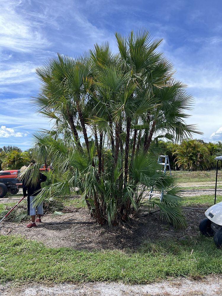 acoelorrhaphe-wrightii-everglades-palm-paurotis-palm