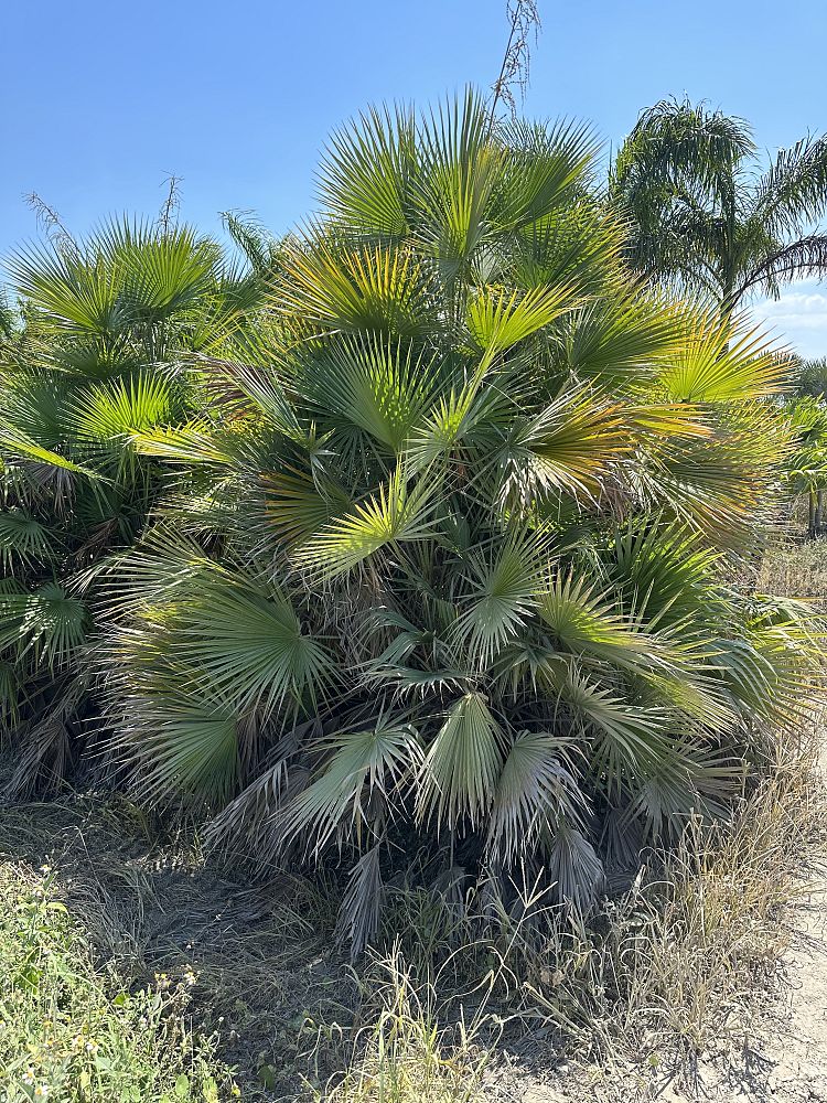 acoelorrhaphe-wrightii-everglades-palm-paurotis-palm