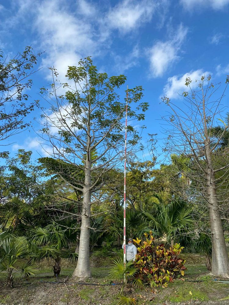 adansonia-digitata-baobab-tree