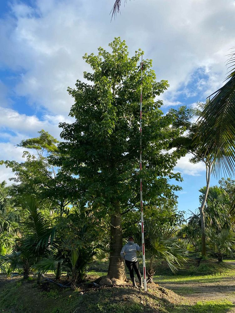 adansonia-digitata-baobab-tree