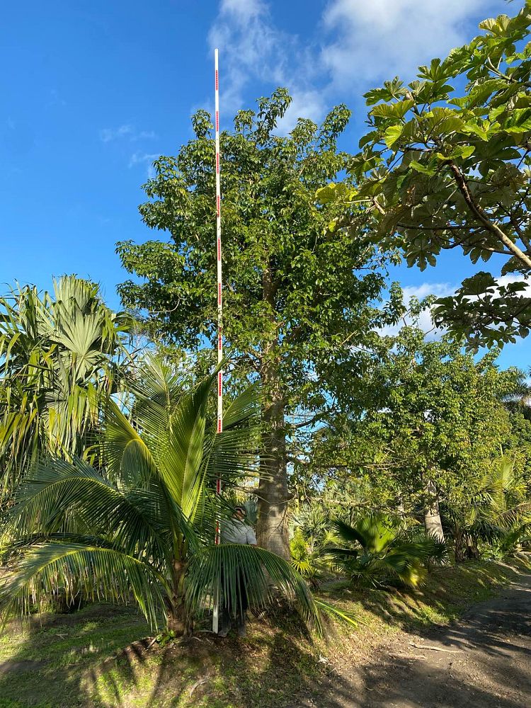 adansonia-digitata-baobab-tree