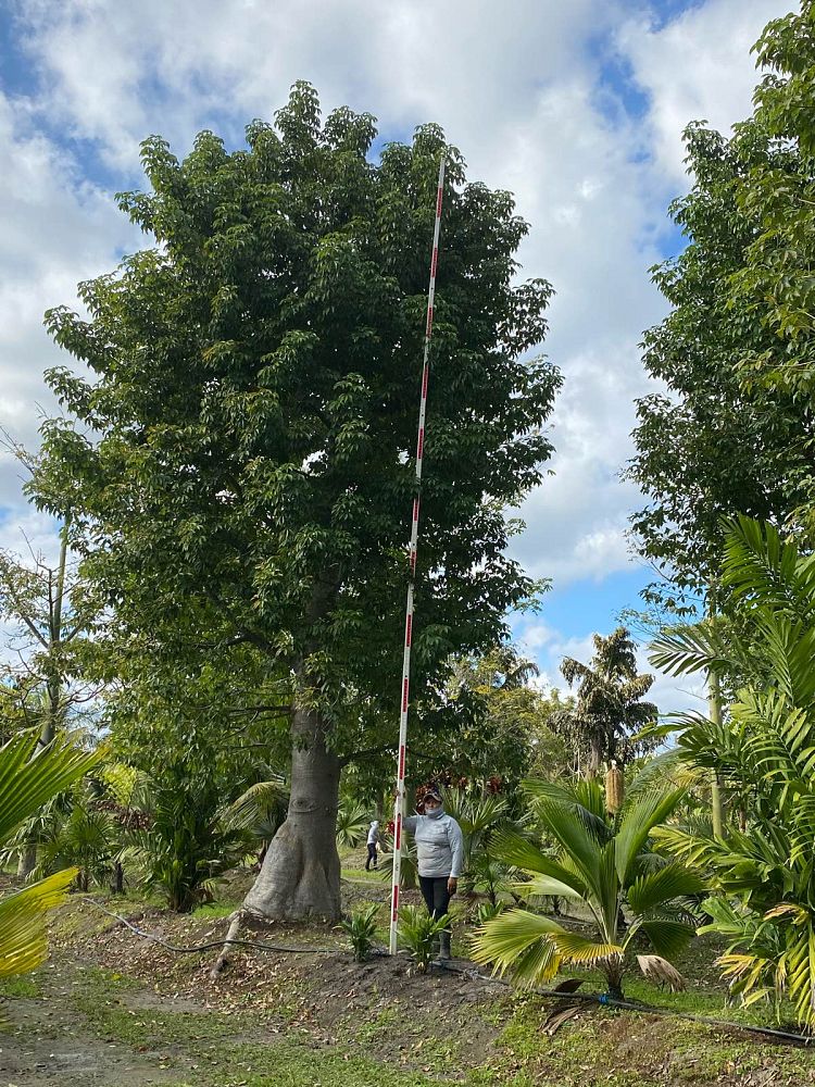 adansonia-digitata-baobab-tree