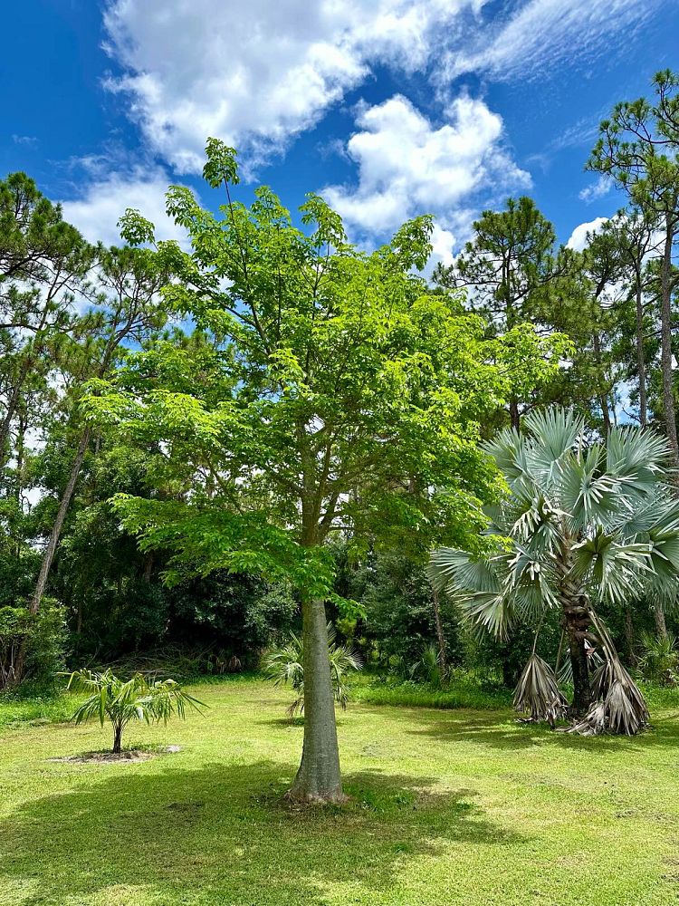 adansonia-digitata-baobab-tree