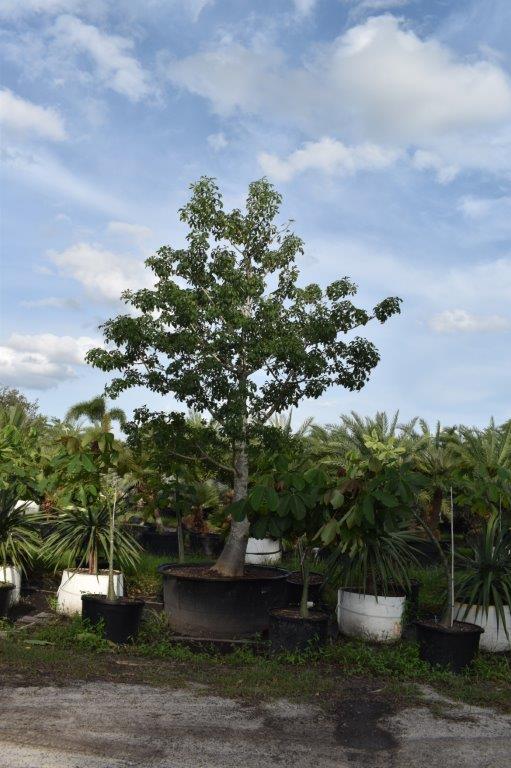 adansonia-digitata-baobab-tree