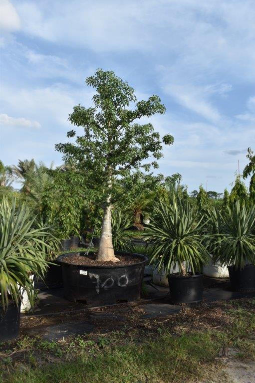 adansonia-digitata-baobab-tree