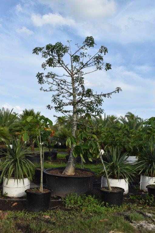 adansonia-digitata-baobab-tree