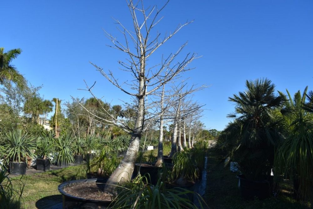 adansonia-digitata-baobab-tree