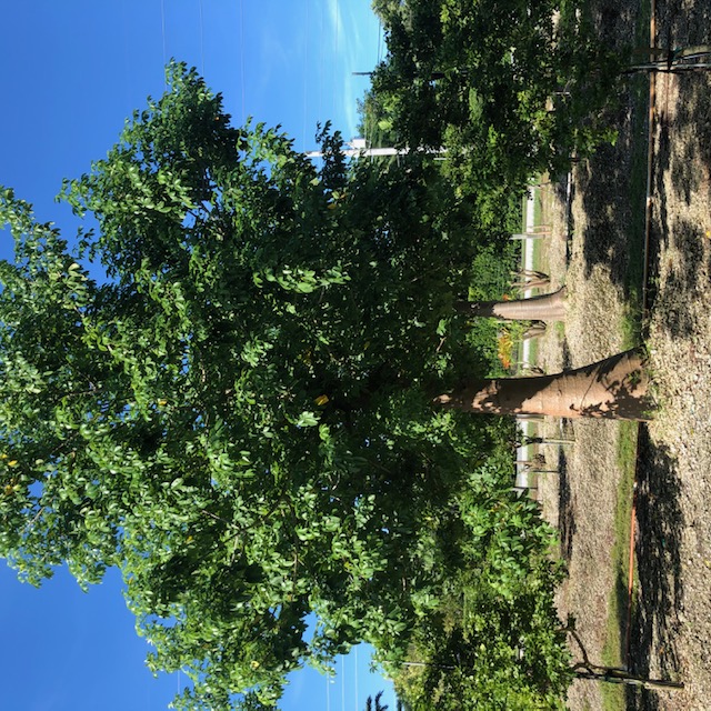 adansonia-digitata-baobab-tree