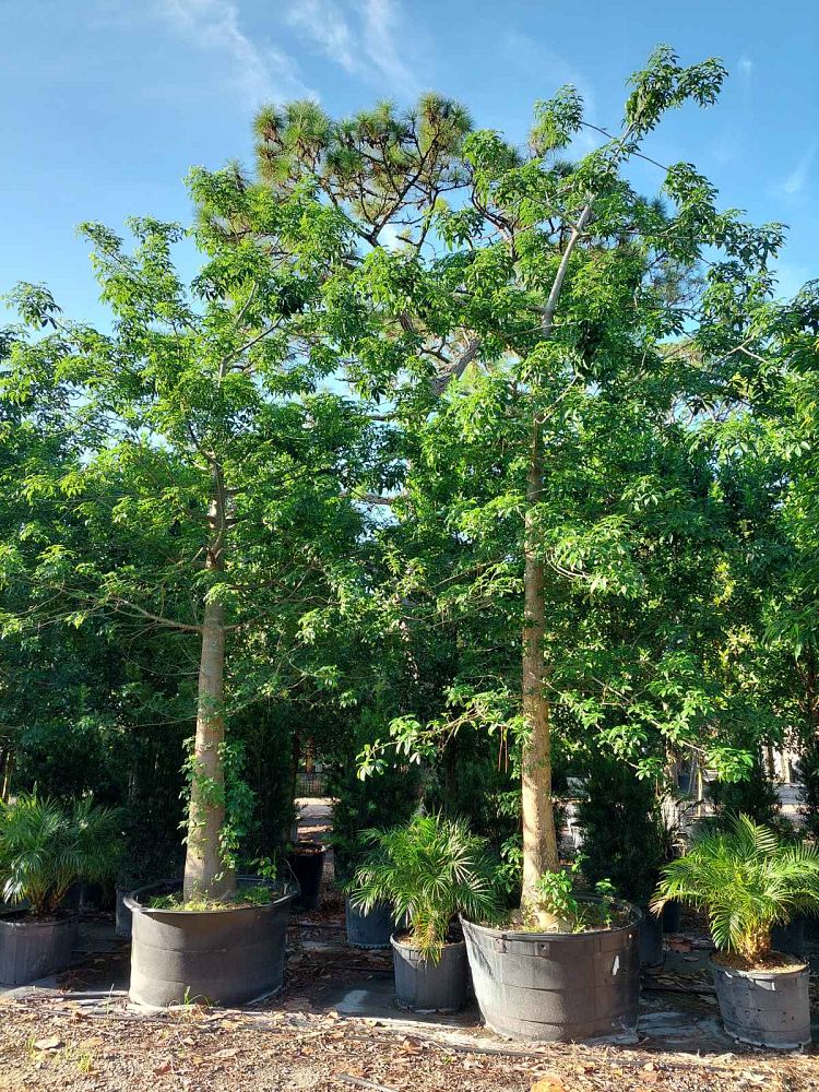 adansonia-digitata-baobab-tree