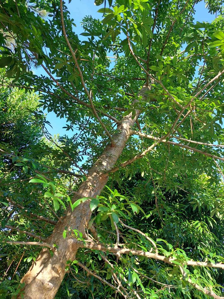 adansonia-digitata-baobab-tree