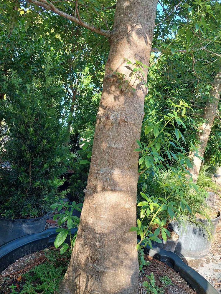 adansonia-digitata-baobab-tree