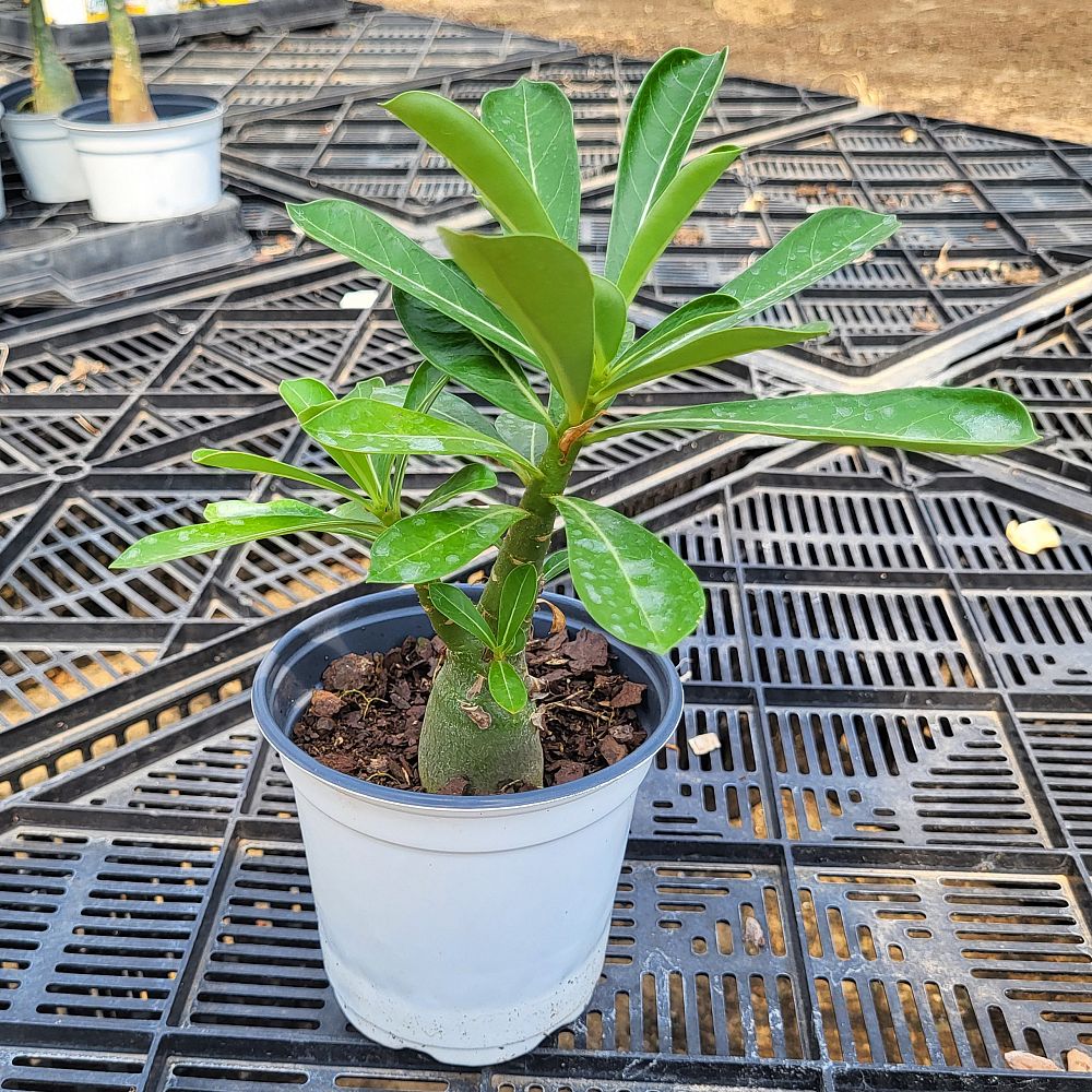 adenium-arabicum-desert-rose