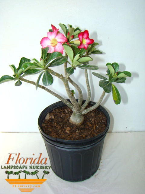 Florida Landscape Nursery 