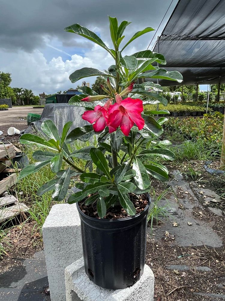 adenium-obesum-desert-rose