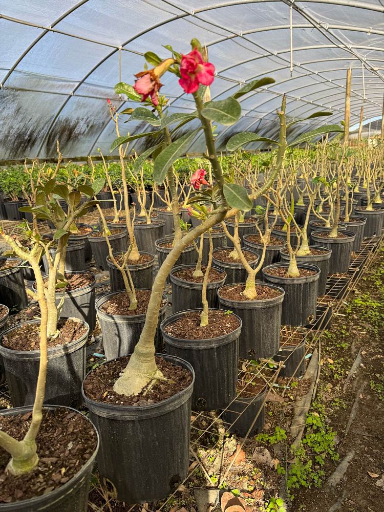 adenium-obesum-desert-rose