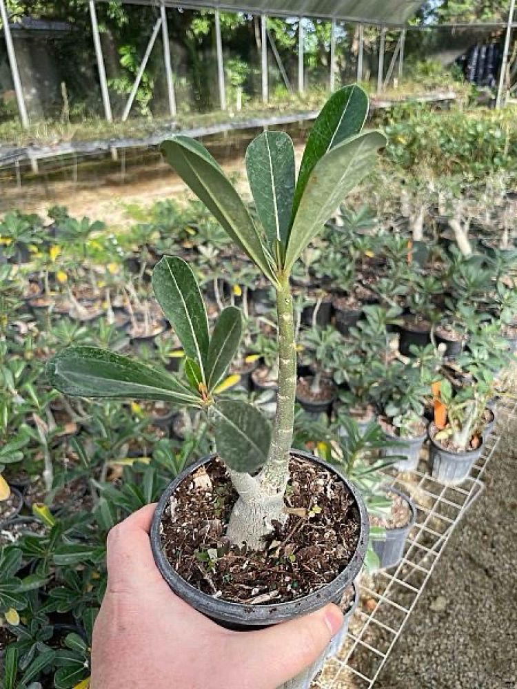 adenium-obesum-desert-rose