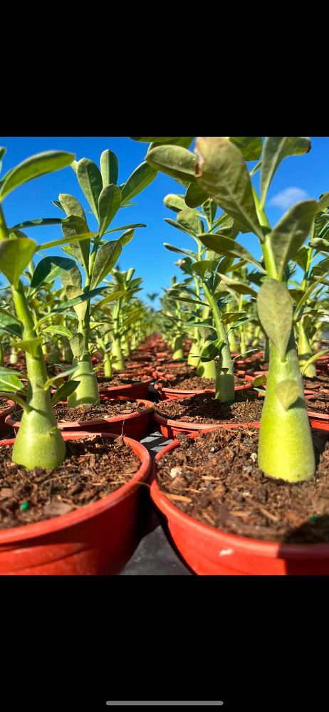 adenium-obesum-desert-rose