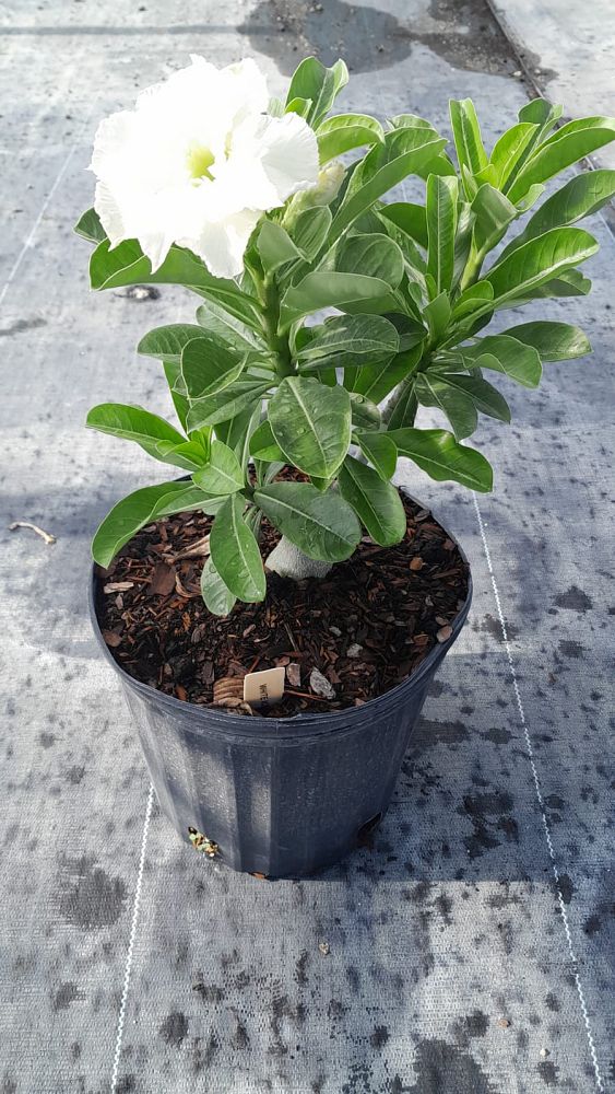 adenium-obesum-hybrids-desert-rose