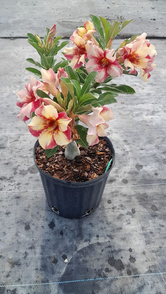 adenium-obesum-hybrids-desert-rose