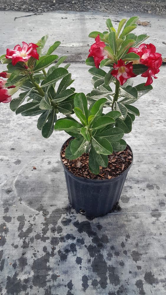 adenium-obesum-hybrids-desert-rose