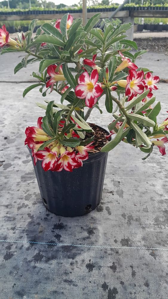 adenium-obesum-hybrids-desert-rose