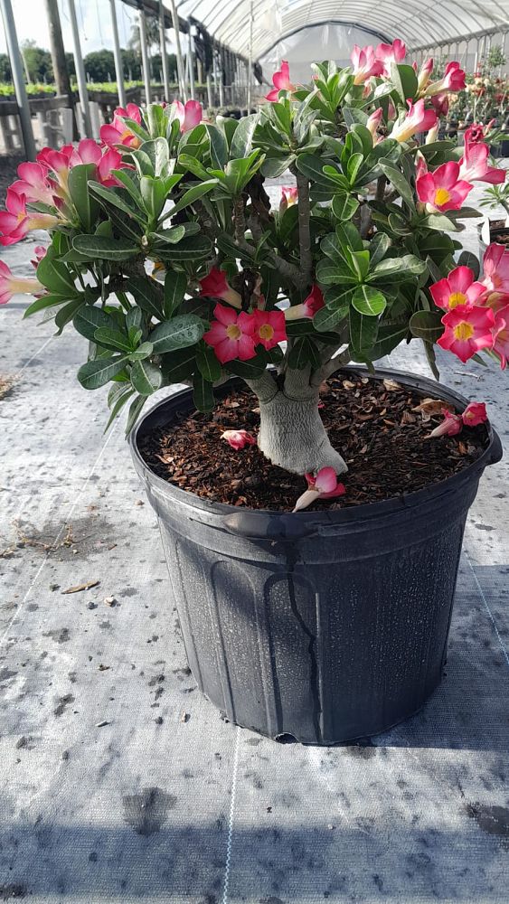 adenium-obesum-hybrids-desert-rose