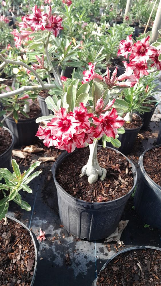 adenium-obesum-hybrids-desert-rose