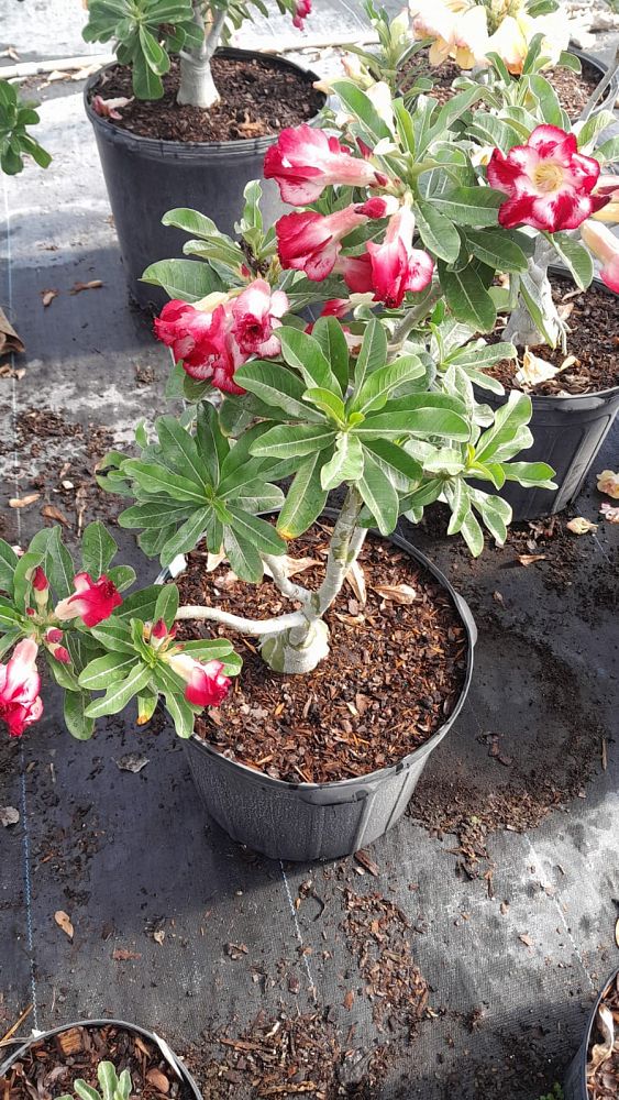 adenium-obesum-hybrids-desert-rose