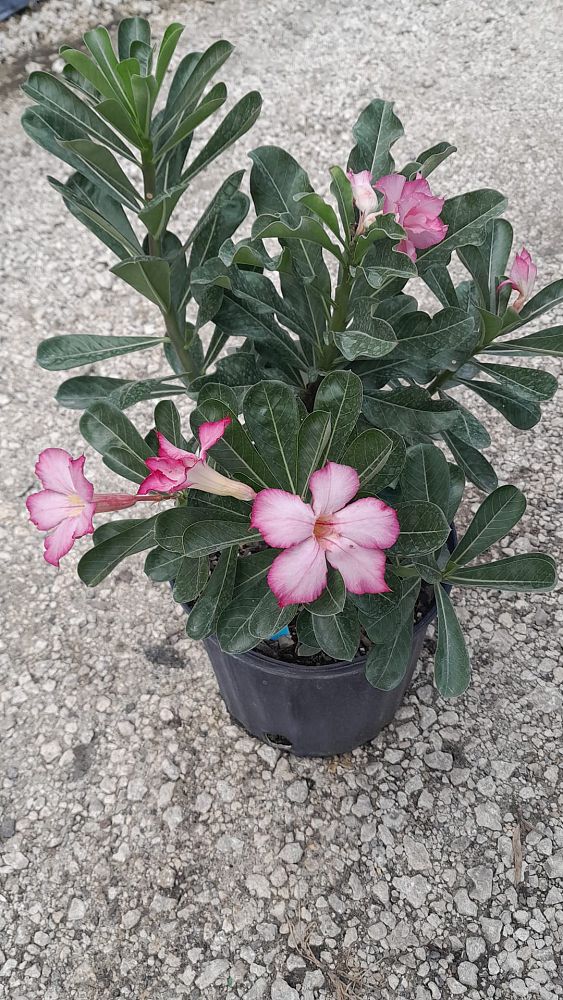 adenium-obesum-hybrids-desert-rose