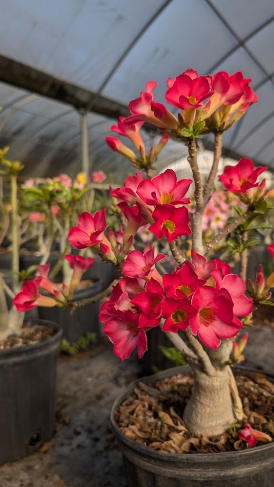 adenium-obesum-hybrids-desert-rose