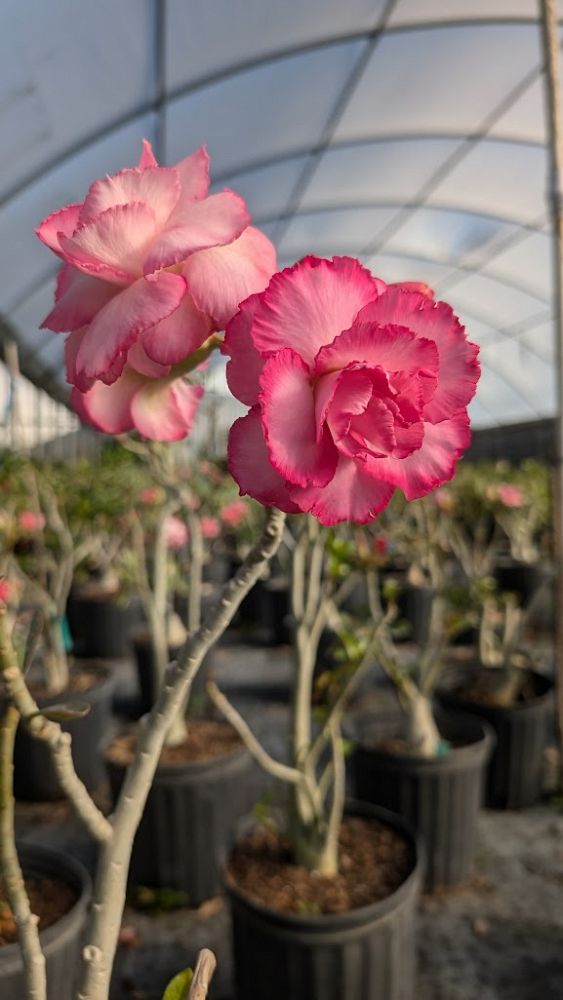 adenium-obesum-hybrids-desert-rose