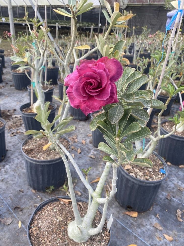 adenium-obesum-hybrids-desert-rose