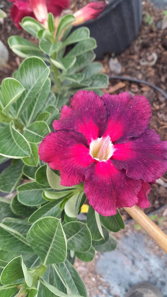 adenium-obesum-hybrids-desert-rose