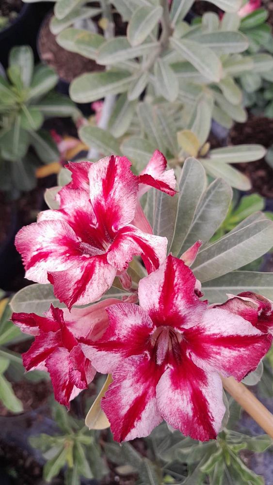 adenium-obesum-hybrids-desert-rose