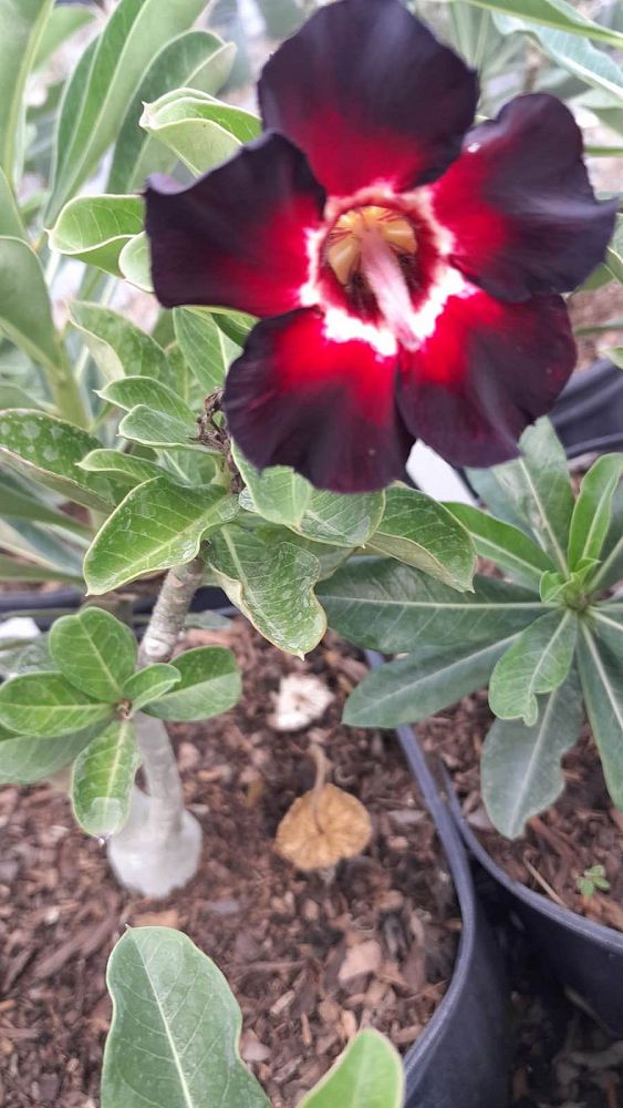 adenium-obesum-hybrids-desert-rose