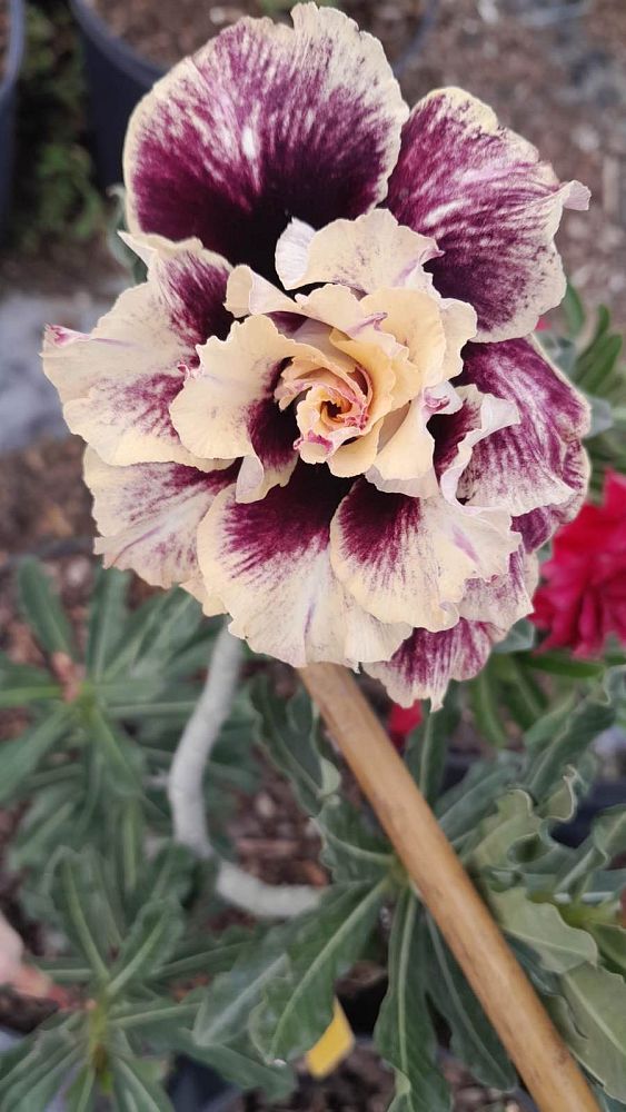 adenium-obesum-hybrids-desert-rose