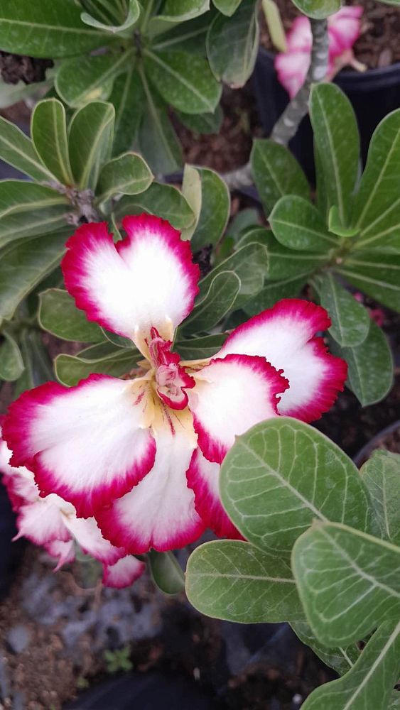 adenium-obesum-hybrids-desert-rose