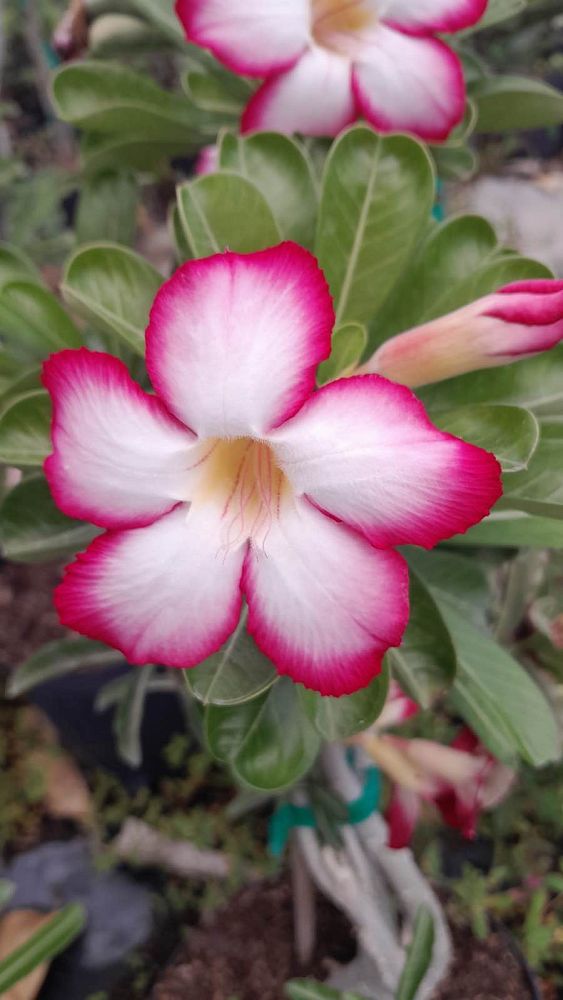 adenium-obesum-hybrids-desert-rose