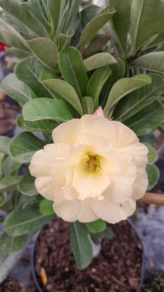 adenium-obesum-hybrids-desert-rose