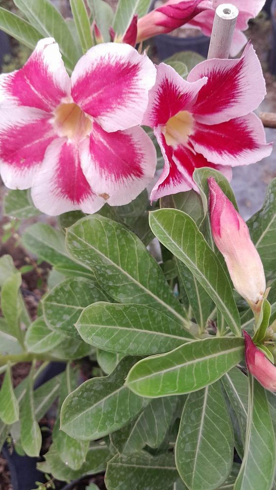 adenium-obesum-hybrids-desert-rose