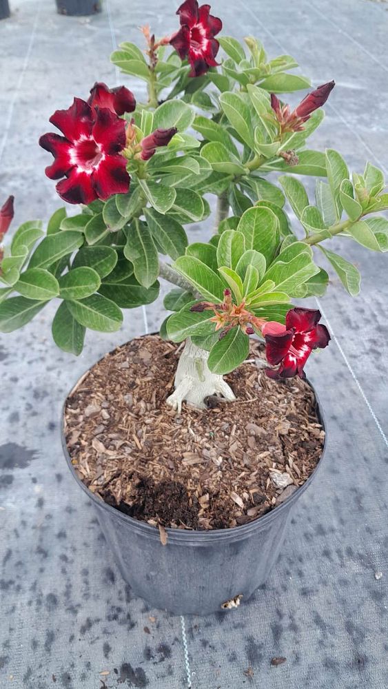 adenium-obesum-hybrids-desert-rose