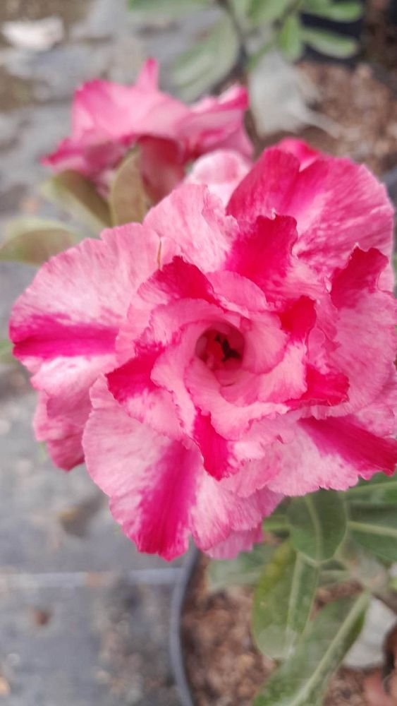 adenium-obesum-hybrids-desert-rose