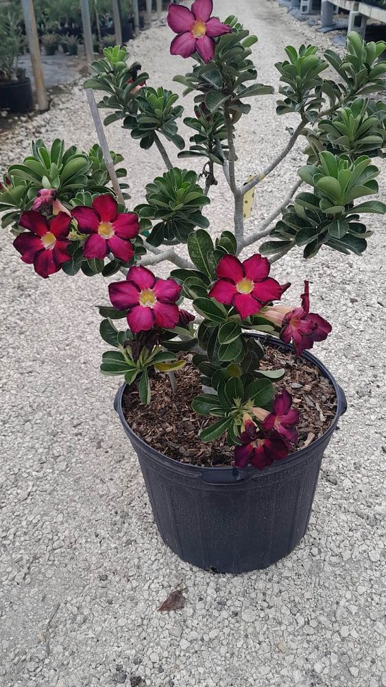 adenium-obesum-hybrids-desert-rose